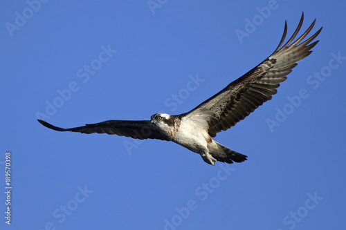 Osprey  Pandion haliaetus 