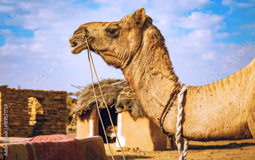 Camel face in close up view at a village in Thar desert Jaisalmer, Rajasthan.  © Roop Dey