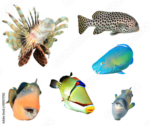 Ryby rafowe Oceanu Indyjskiego i Pacyfiku oraz Morza Czerwonego. Tropikalna ryba odizolowywająca na białym tle