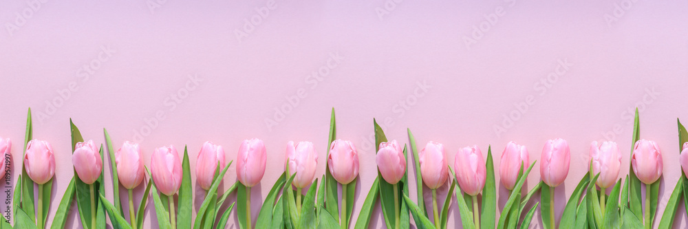 Pink tulips on the pink background. Flat lay, top view.  Valentines background.