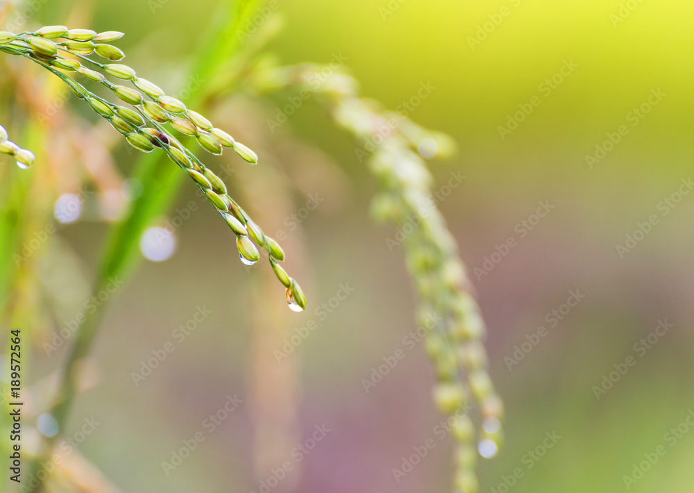 close up Rice fields on terraced of yellow green rice field landscapes close up Rice fields on terraced of yellow green rice field landscapes