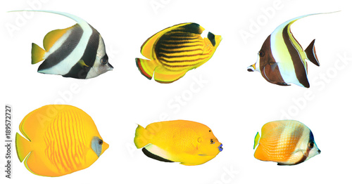 Tropical reef fish isolated. Butterflyfish, Bannerfish and Angelfish cutout white background