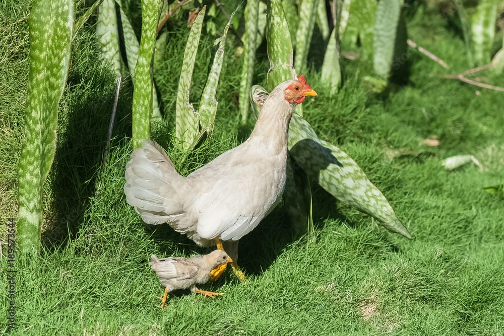 White hen and chicken, mother and babies on the grass
White hen and chicken, mother and babies on the grass