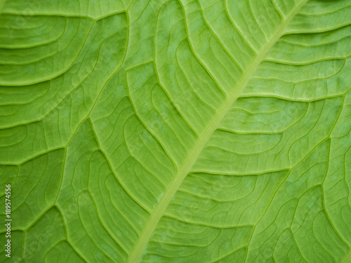 a beautiful green leaf texture