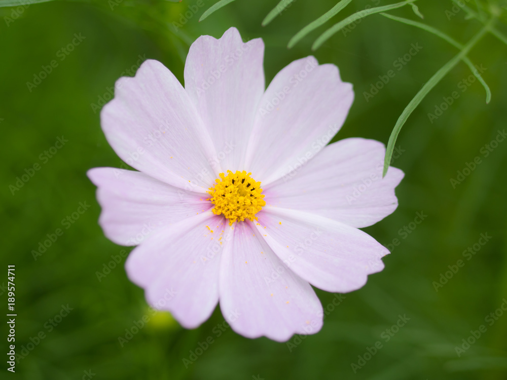 the light pink flower