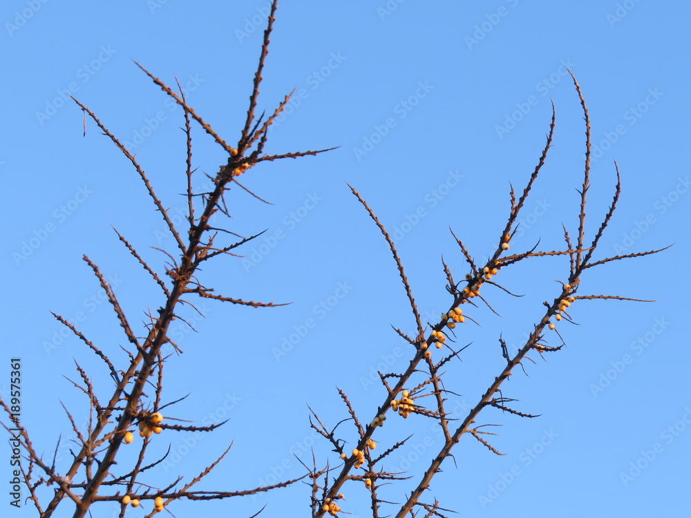 Obraz premium A winter tree. January. Blue sky. Village. Bryansk district. (The Vast Russia! Sergey, Bryansk.)