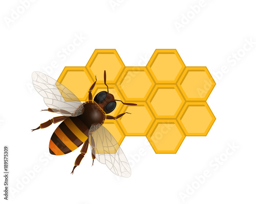 Organic sweet nutrition concept with honeybee on honeycomb isolated on white background. Traditional and healthy vegan product vector illustration. Insect sign for natural food production design.