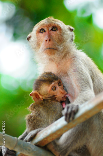 Monkey mother care and breastfeeding, love
