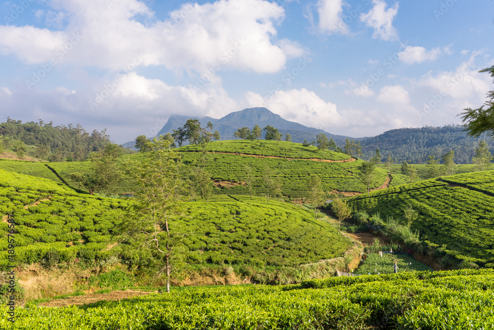 Tea plantation near the town Nuwara Eliya, approx 1900m above sea level. Tea production is on of the main economic sources of the country. Sri Lanka is the worlds fourth-largest producer of tea