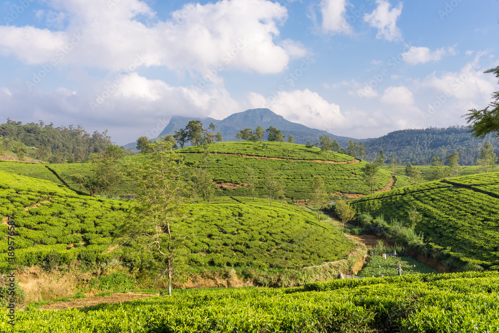 Tea plantation near the town Nuwara Eliya, approx 1900m above sea level. Tea production is on of the main economic sources of the country. Sri Lanka is the worlds fourth-largest producer of tea Tea plantation near the town Nuwara Eliya, approx 1900m above sea level. Tea production is on of the main economic sources of the country. Sri Lanka is the worlds fourth-largest producer of tea