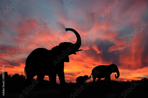 Obraz Elephant Family Silhouetted Against a Spectacular Snset on the Serengeti Plains of Africa