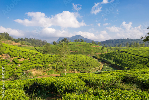 Tea plantation near the town of Nuwara Eliya, about 1900m above sea level. Tea production is one of the country's main economic activities.