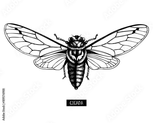 Vector illustration of hand drawn Cicada sketch. Vintage engraved locust illustration isolated on white. Entomological, insects collection photo