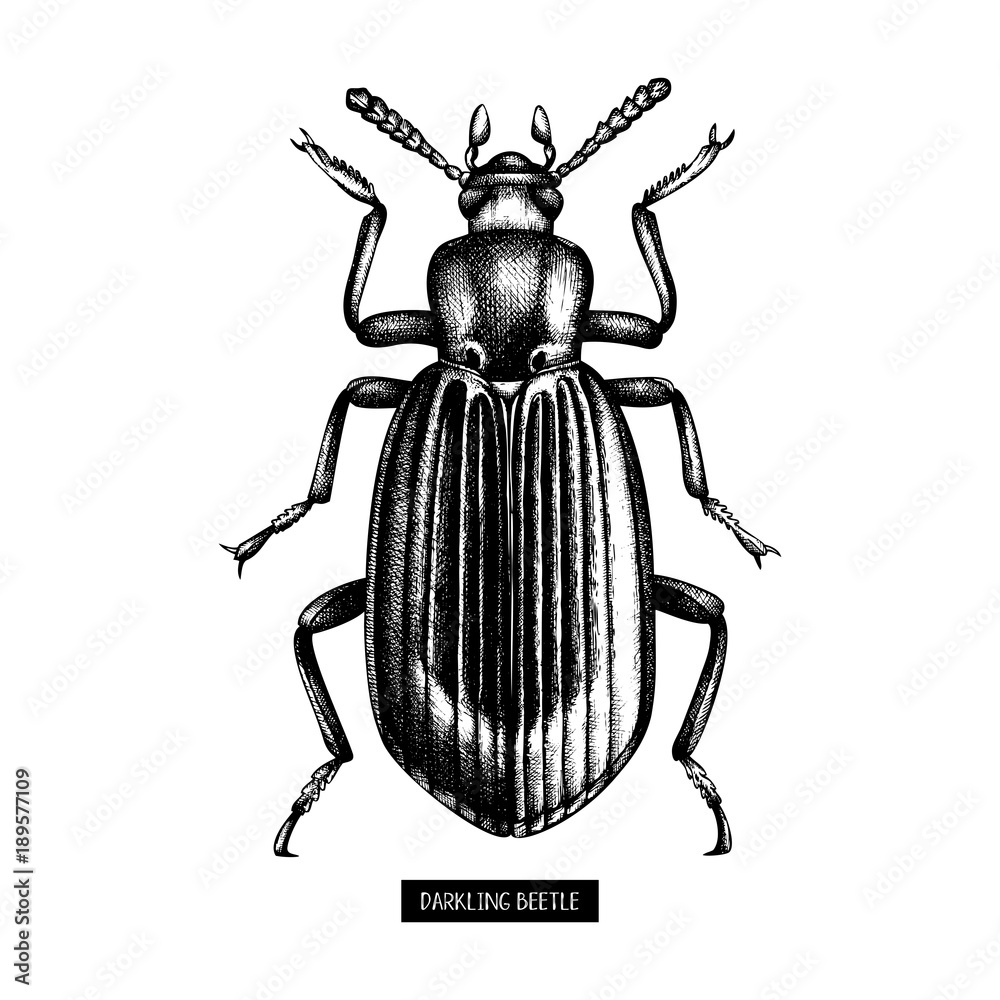 Darkling beetle hand drawn sketch. Vintage illustrations of black bug