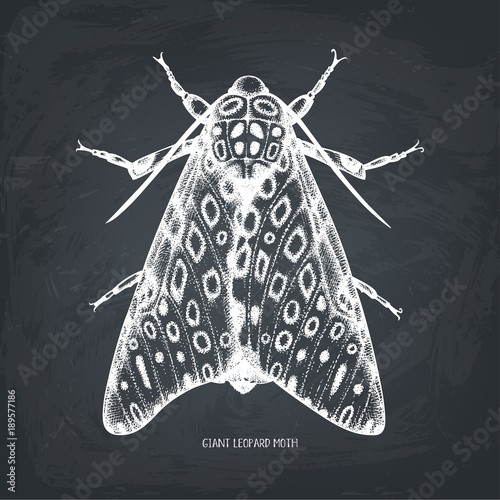Giant leopard moth hand drawn sketch. Vintage insects collection. Vector card design with butterfly illustration. 