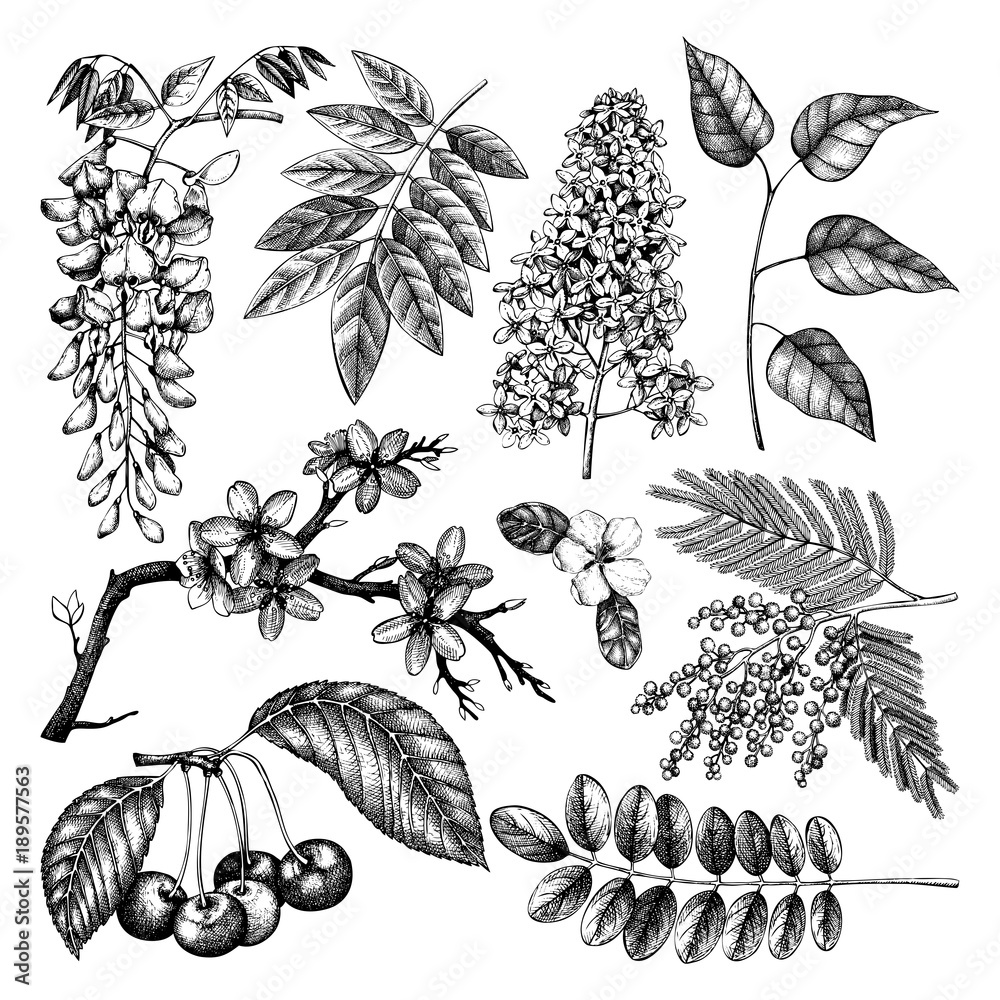 Obraz premium Vector set of hand drawn blossoming trees illustration. Spring design elements. Vector flowers sketch collection. 