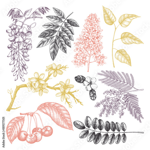 Vector set of hand drawn blossoming trees illustration. Spring design elements. Vector flowers sketch collection. 