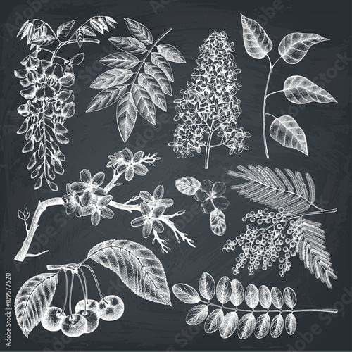 Vector set of hand drawn blossoming trees illustration. Spring design elements. Vector flowers sketch collection on chalkboard.