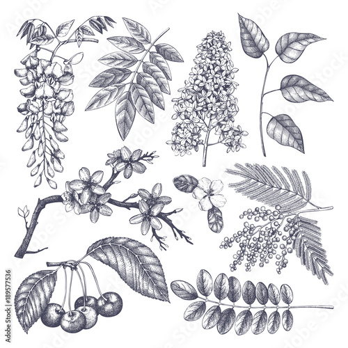Vector set of hand drawn blossoming trees illustration. Spring design elements. Vector flowers sketch collection. 