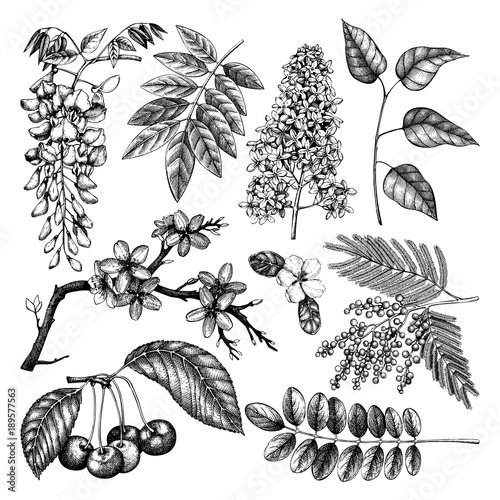 Vector set of hand drawn blossoming trees illustration. Spring design elements. Vector flowers sketch collection. 