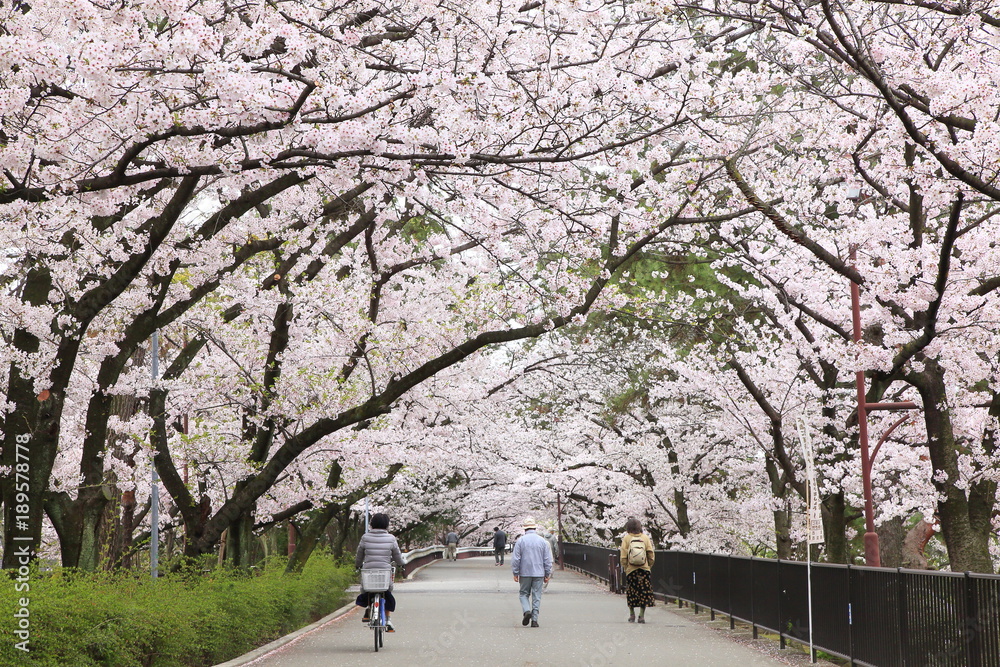 桜のトンネル、兵庫県西宮市夙川公園にて