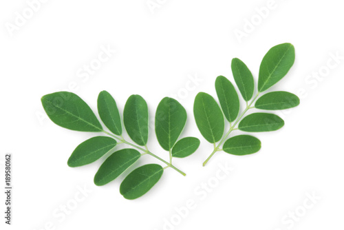 moringa leaves tropical herb isolated on white background photo