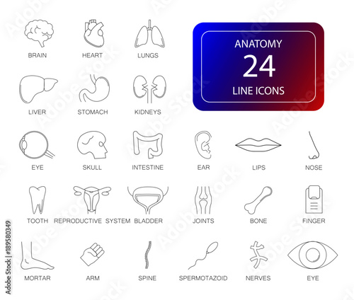 Line icons set. Anatomy pack. Vector illustration