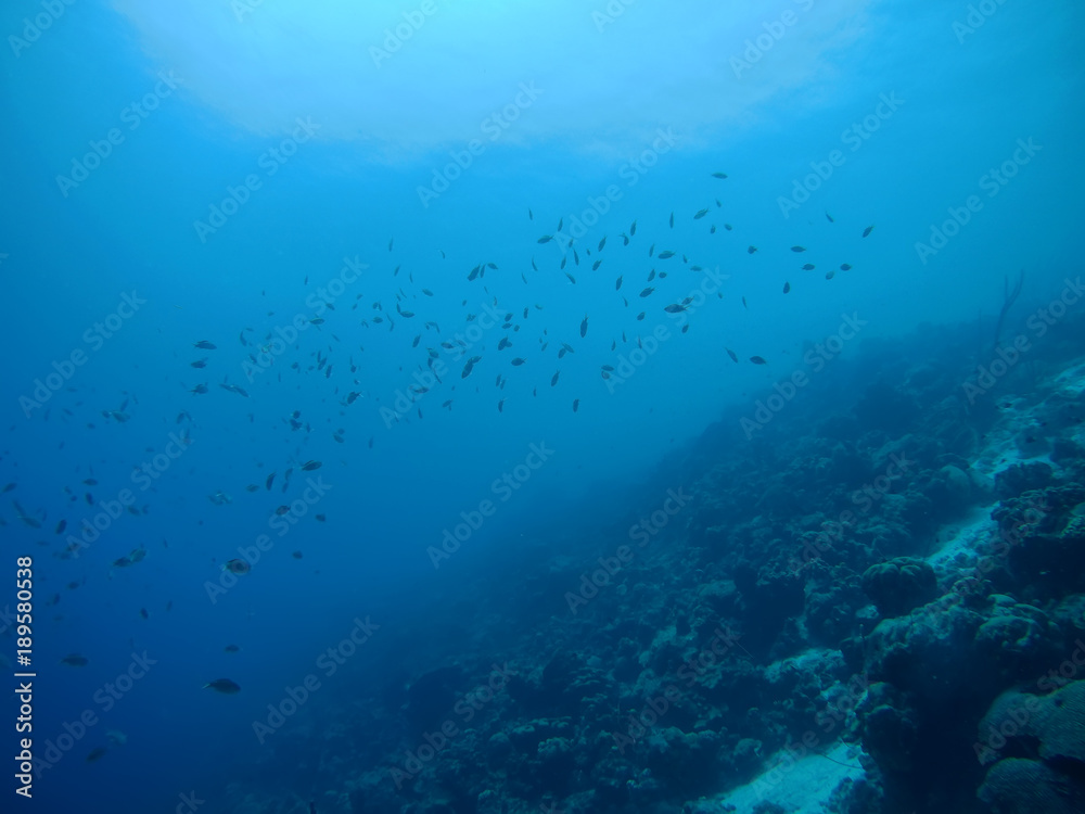Fototapeta premium coral life caribbean sea Bonaire island underwater diving