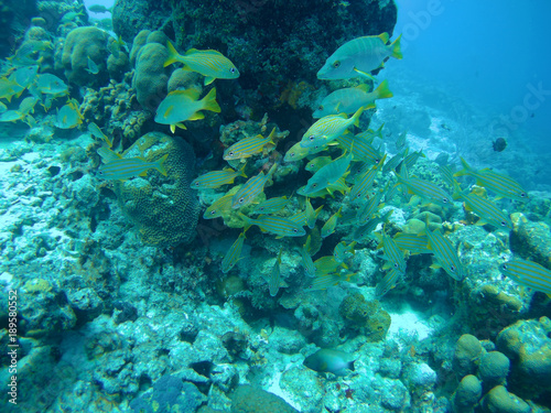coral life caribbean sea Bonaire island underwater diving