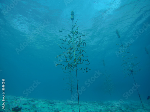 coral life caribbean sea Bonaire island underwater diving
