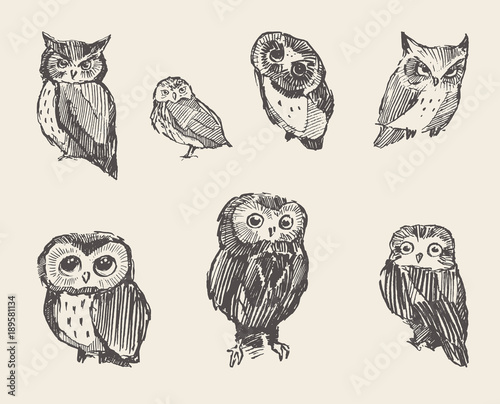 Set vector drawn owls vintage style
