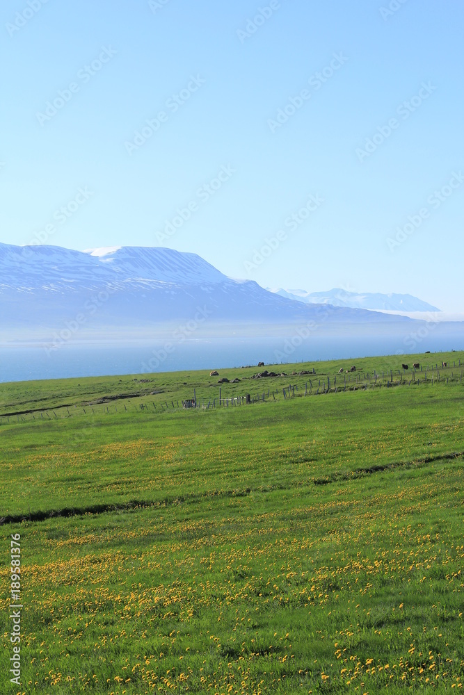 Grass and the sea (North Iceland)