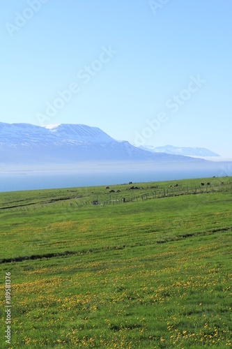 Grass and the sea (North Iceland) © Nikolay