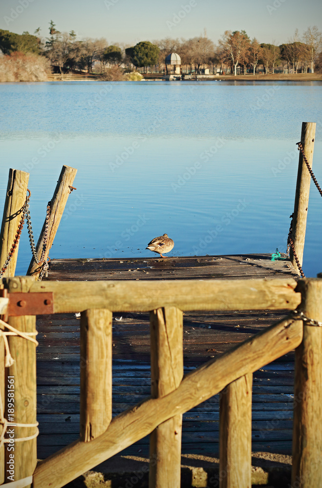 Duck on a lake in the park Duck on a lake in the park