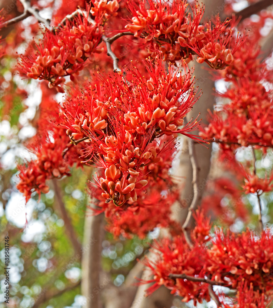 Closeup Monkey Flower Tree or Fire of Pakistan on Blurred Nature Background Closeup Monkey Flower Tree or Fire of Pakistan on Blurred Nature Background