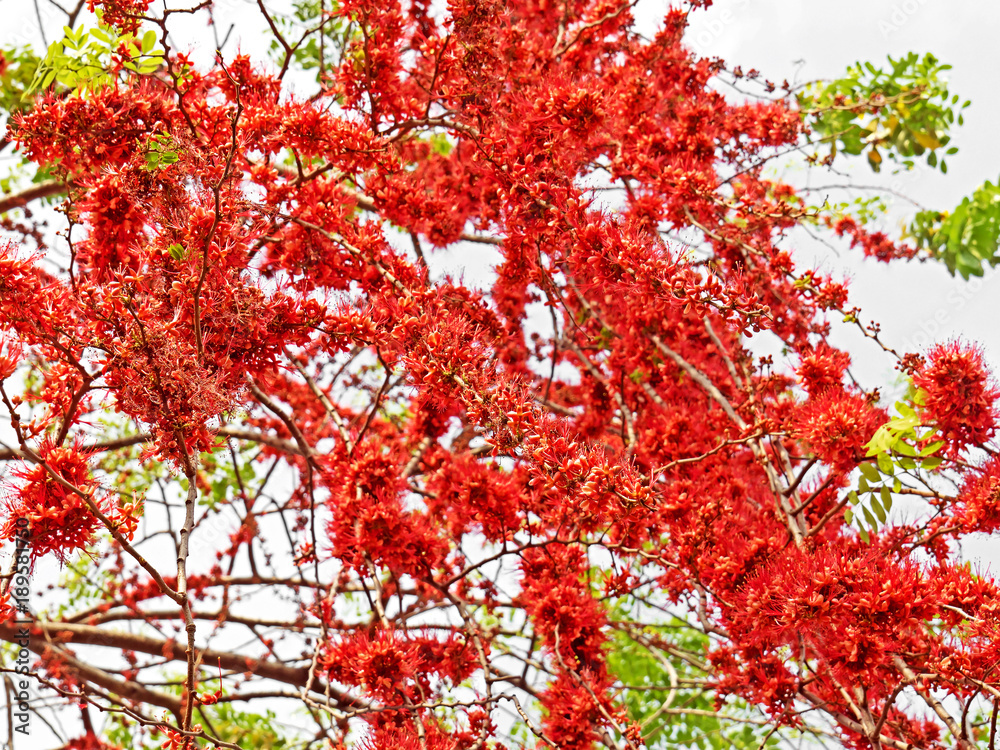 Monkey Flower Tree or Fire of Pakistan with Green Leaves Monkey Flower Tree or Fire of Pakistan with Green Leaves