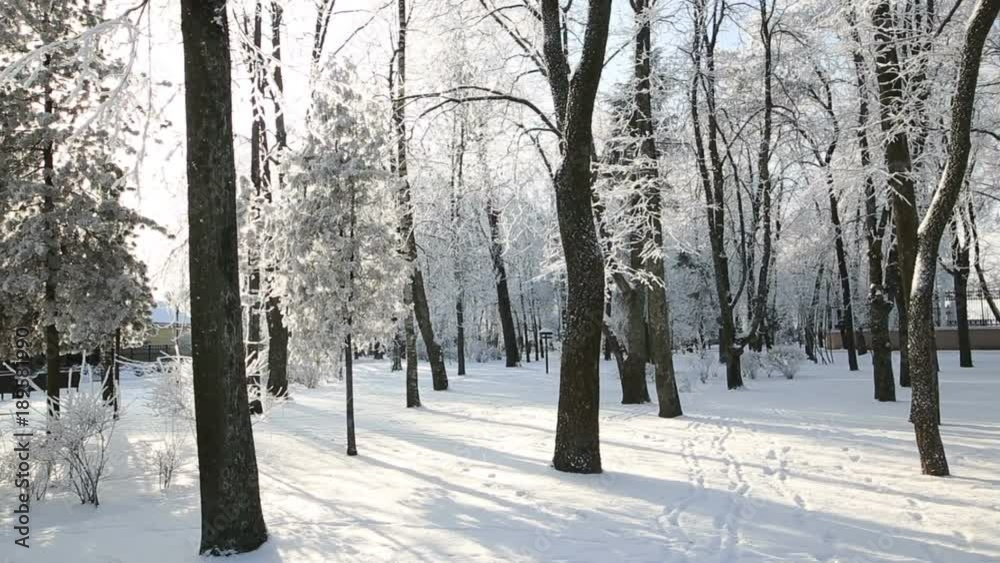 trees in the hoarfrost against the blue sky. snow falls. trees in the hoarfrost against the blue sky. snow falls.