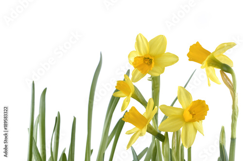beautiful yellow daffodils with grass  isolated on white background