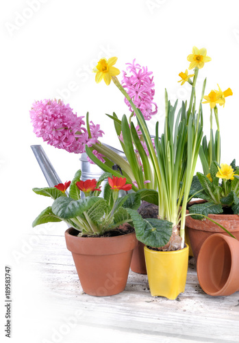 hyacinth, primrose and daffodils in flowerpots on white background