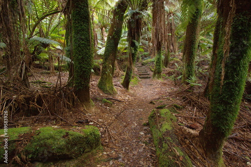 Hiking track in Notley Fern Gorge in Tasmania