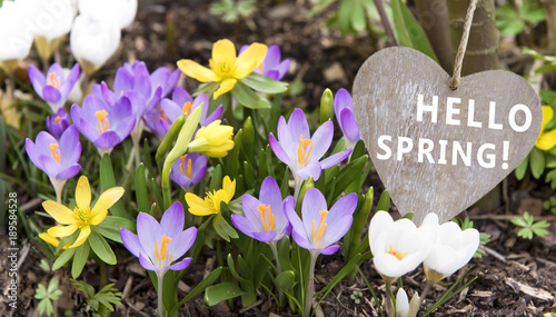 Hello Spring, Crocuses photo