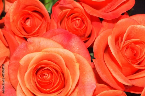 Orange Roses Close-Up