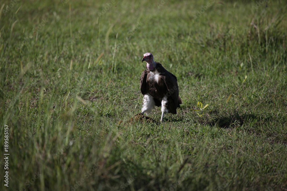 Wild Griffon Vulture Africa savannah Kenya dangerous bird Wild Griffon Vulture Africa savannah Kenya dangerous bird