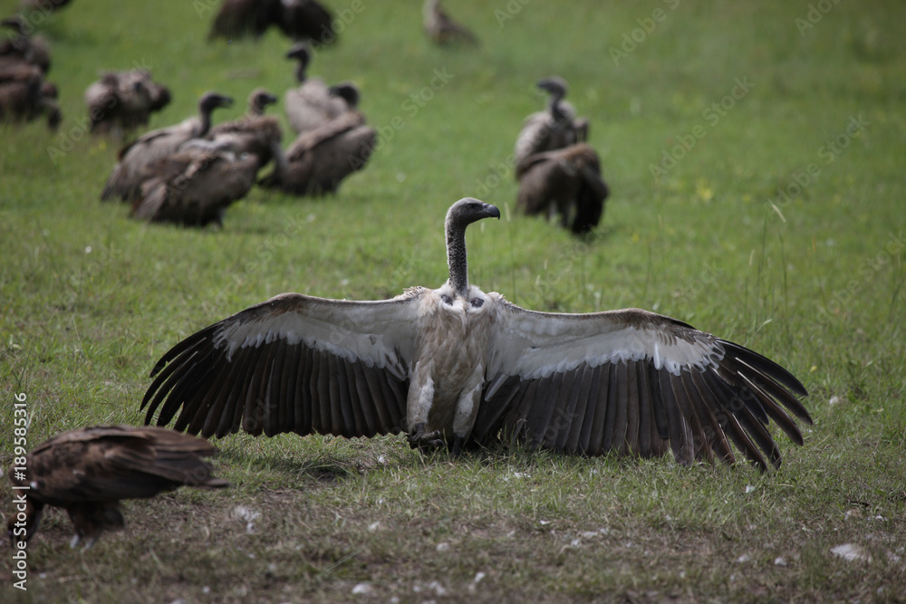 Obraz premium Wild Griffon Vulture Africa savannah Kenya dangerous bird