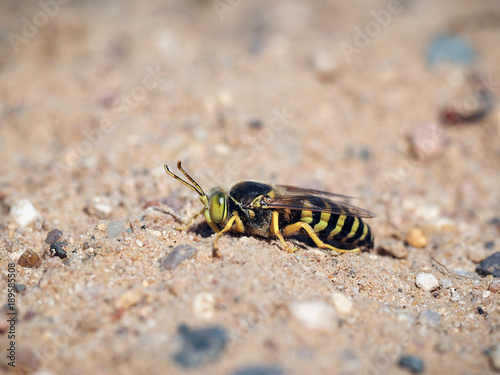 Portrait of a sand wasp © kozorog
