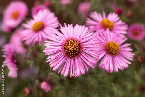 small pink flowers