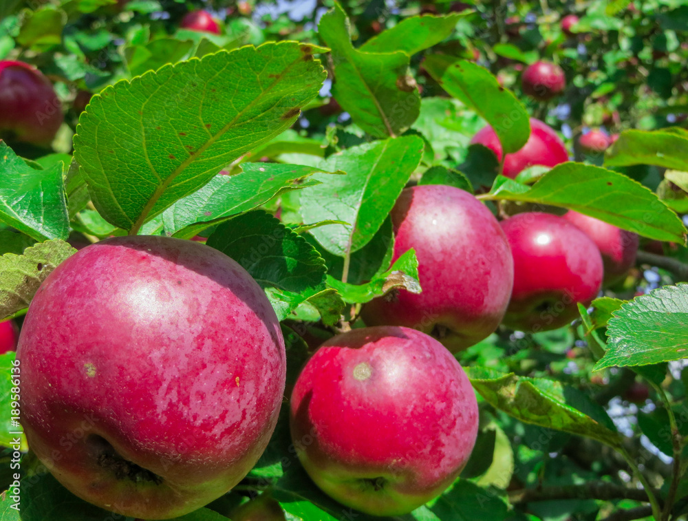 Juicy bunches of apples on the branches of an apple tree in the garden. Juicy bunches of apples on the branches of an apple tree in the garden.