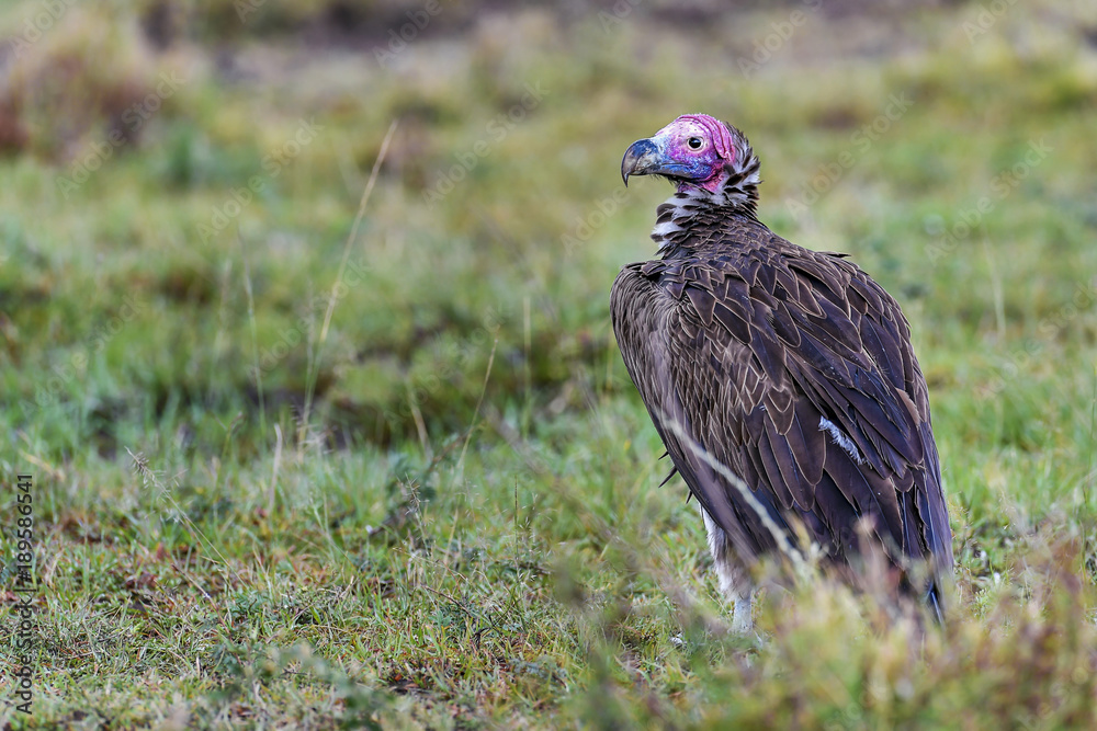 Fototapeta premium vulture