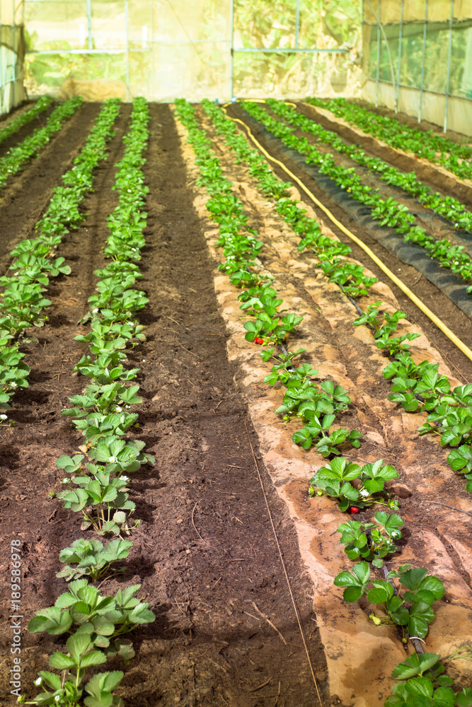plantation de fraises