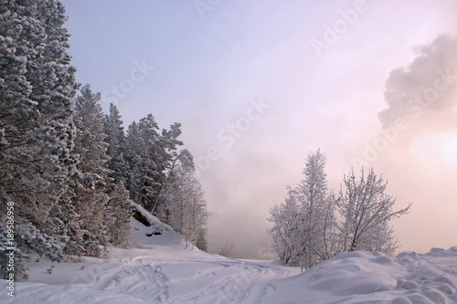 Winter landscape with the Pine trees in fog